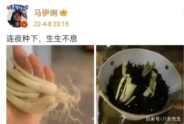 疫请下上海明星伙食大不同：雪姨王琳吃四菜一汤，左小青自烹海参