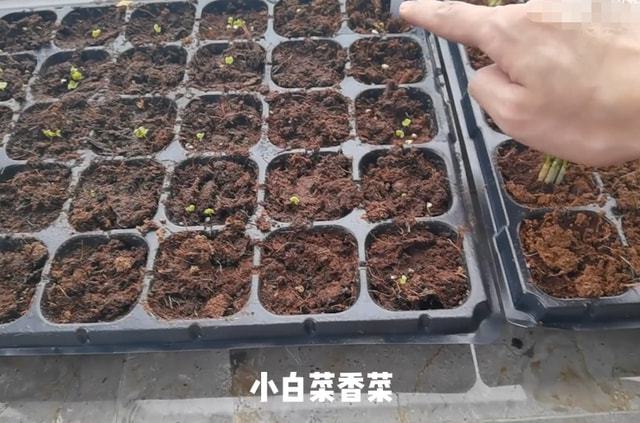 郑恺老婆豪宅内种菜！用手戳土不怕脏，家里阳台超大摆满种菜盆子