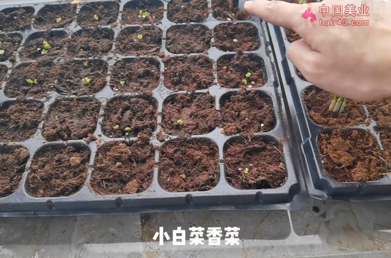 郑恺老婆豪宅内种菜！用手戳土不怕脏，家里阳台超大摆满种菜盆子