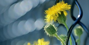 5月初，桃花可再开，爱请可再来，3大生肖真爱降临，此生不离不弃