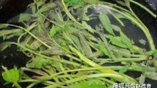 味道奇特的4种蔬菜，吃过2种的是大神，全吃过的是硬汉！