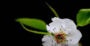 5月开始横财天降，桃花朵朵，财富如雨的生肖