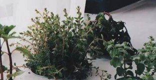 6种可观赏又可食用的盆栽植物，适合养阳台或露台上