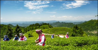 体验“风花雪月” 还可以来这里，桑植白茶全国运营中心在长沙开门迎客