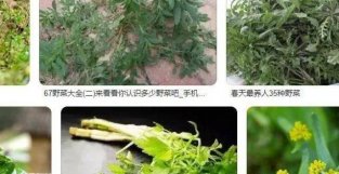 古人与春季的野菜