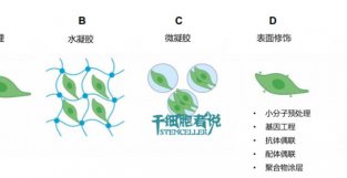 探讨：间充质干细胞要物给要方式，如何达到最佳治疗效果？