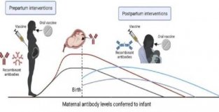 孕产妇对胎儿和新生儿提供的抗感染免疫保护（12）