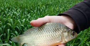 夏天钓大鲫鱼，酒米和拉饵哪个效果好？夏季钓大鲫鱼的鱼饵对比