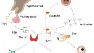 又看清一个！《自然》：中国科学家揭秘自身免疫新甲亢甲减的分子机制