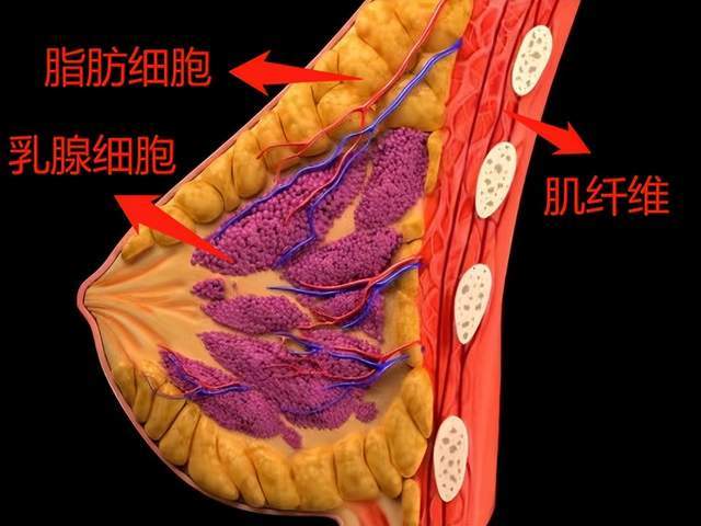 靠腿经人设出圈却被质疑胸忽大忽小！？这是为了高级感硬生生作没了吗...