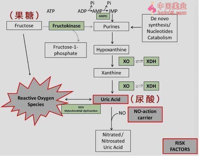 一种你爱吃的东西，正在偷偷升高你的尿酸