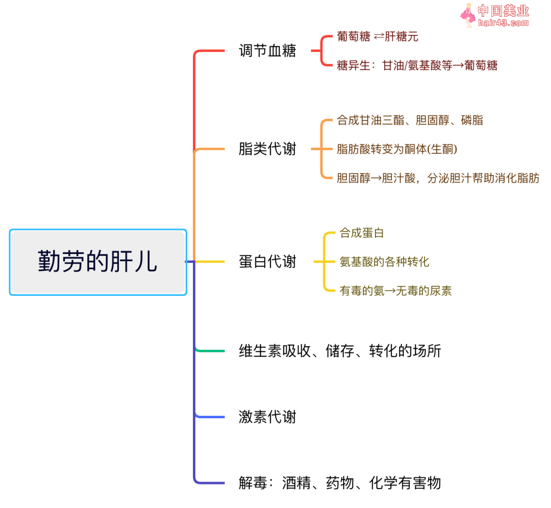 吃什么才护肝？美国肝脏基金会这样说