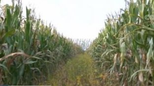 在希望的田野上 | 全国大豆玉米带状复合种植面积超1500万亩