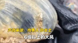 山东烟台大风过后收获大批“天鹅蛋”回家包饺子