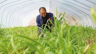 种植巨菌草 拓宽农民增收渠道