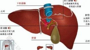 消化科医生提醒：想养肝，建议3物列入“黑名单”，建议告知家人