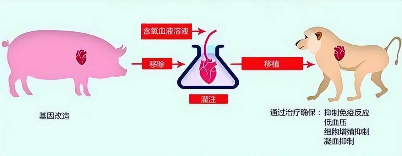 38年前，美国母亲不顾反对，为女儿移植狒狒心脏，后来怎样了？