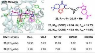 中国科研人员发现能有效抑制艾滋病毒的新型拮抗剂