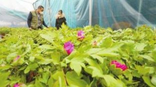 错季牡丹种植助农致富增收